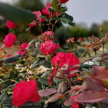Lejlighed Mamasosa's Villas,tropea