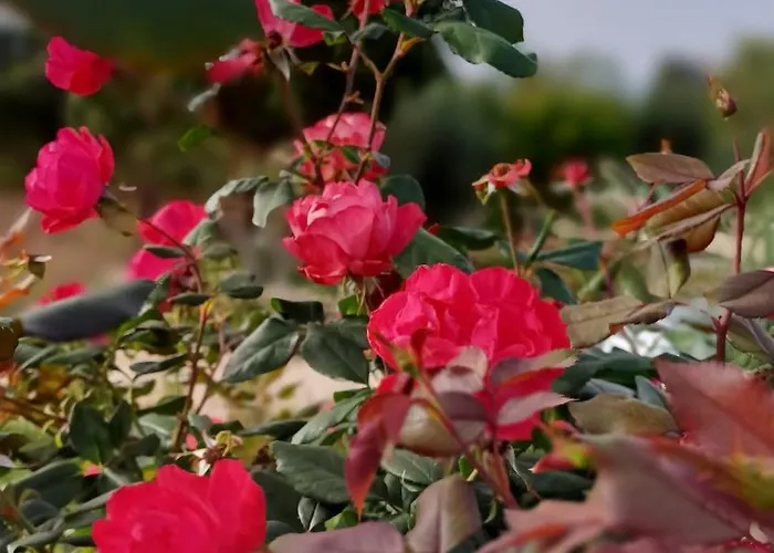 דירה Mamasosa's Villas,tropea