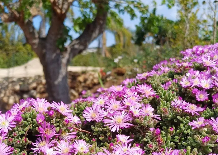 דירה Mamasosa's Villas,tropea סנטה דומניקה